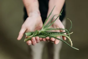 Dangers de l&rsquo;aloe vera: quels sont les risques pour la santé?