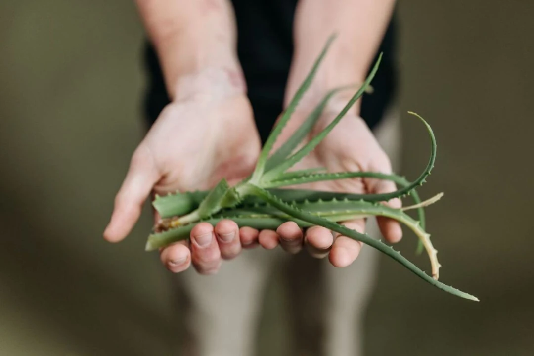 Dangers de l'aloe vera: quels sont les risques pour la santé?